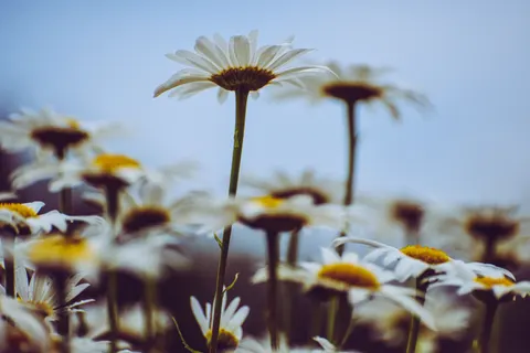 雛菊花田 4K桌布 · flowers · 3840×2563