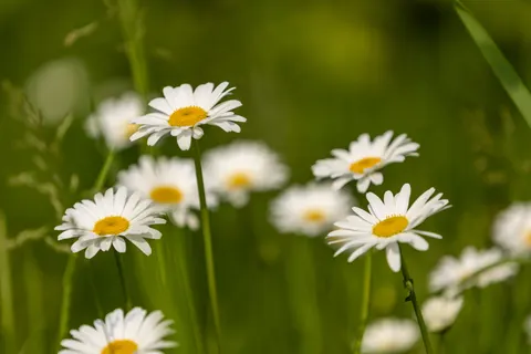 Wallpaper Ladang Bunga Aster 4K · flowers · 3840×2560