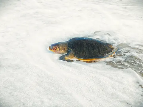 ウミガメ 4K壁紙 · ocean · 3840×2879