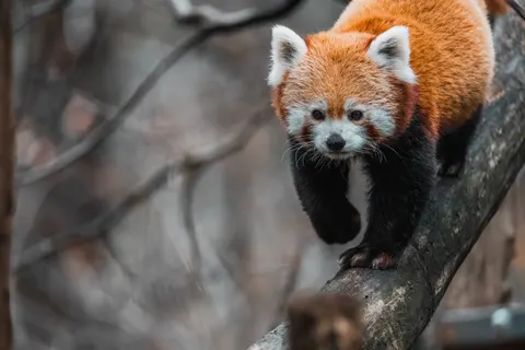 Fondo de pantalla Zorro 4K · animals · 3840×2560
