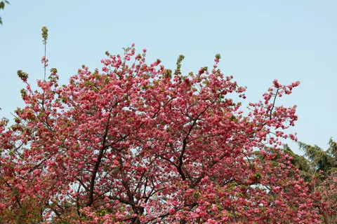 Cherry Blossom Tree 4K Wallpaper · flowers · 3840×2560