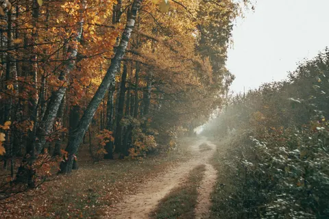 Fondo de pantalla Bosque de otoño 4K · nature · 3840×2560