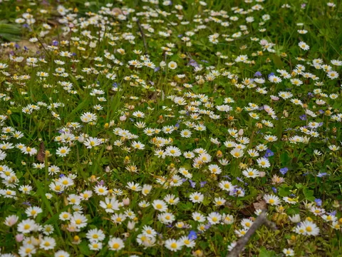 雛菊花田 4K桌布 · flowers · 3840×2880