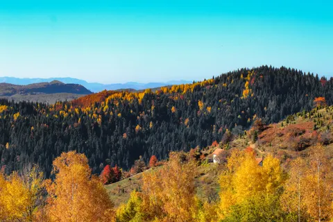 가을 숲 4K 배경화면 · nature · 3840×2560