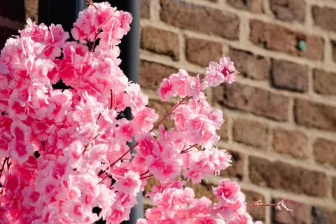 चेरी ब्लॉसम का पेड़ 4K वॉलपेपर · flowers · 3840×2560
