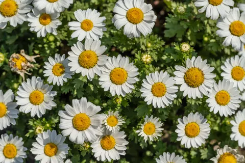 雛菊花田 4K桌布 · flowers · 3840×2560