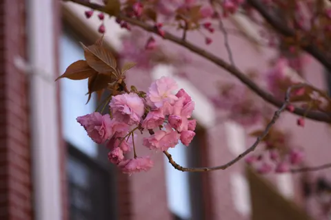 والپیپر درخت شکوفهٔ گیلاس با کیفیت 4K · flowers · 3840×2560