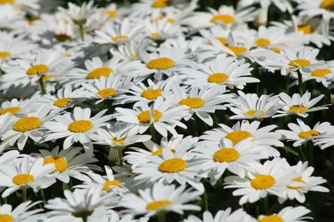 雛菊花田 4K桌布 · flowers · 3840×2560