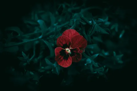 花卉微距 4K壁纸 · flowers · 3840×2560