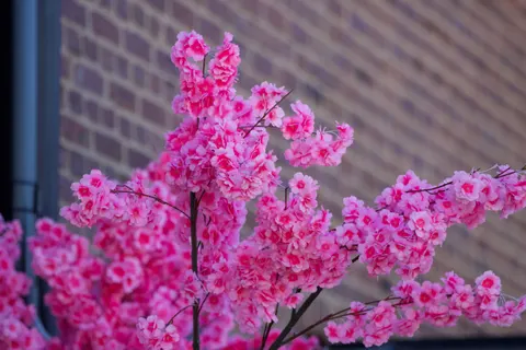 Cherry Blossom Tree 4K Wallpaper · flowers · 3840×2560