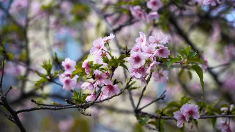 Tapeta Kwitnąca wiśnia 4K · flowers · 3840×2161