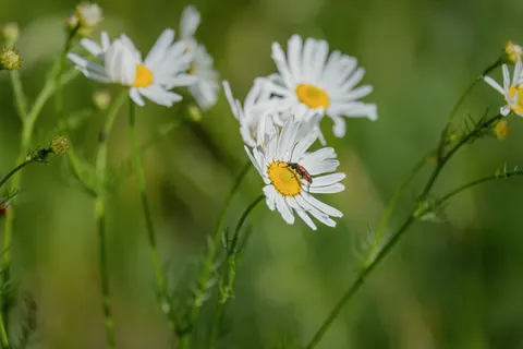 雛菊花田 4K桌布 · flowers · 3840×2560