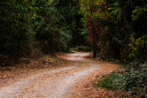 Herbstwald 4K Hintergrundbild · nature · 3840×2560