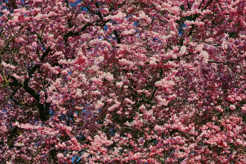خلفية شجرة أزهار الكرز بدقة 4K · flowers · 3840×2560