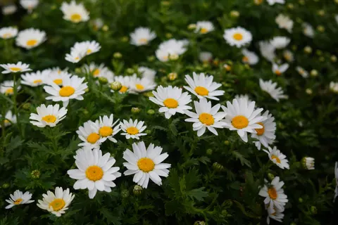 雛菊花田 4K桌布 · flowers · 3840×2560