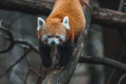 Fond d'écran Renard 4K · animals · 3840×2560