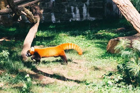여우 4K 배경화면 · animals · 3840×2560