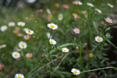 雛菊花田 4K桌布 · flowers · 3840×2560