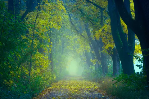 Fondo de pantalla Bosque de otoño 4K · nature · 3840×2560
