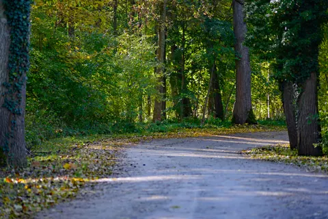 Herbstwald 4K Hintergrundbild · nature · 3840×2563