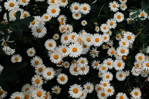 雛菊花田 4K桌布 · flowers · 3840×2560