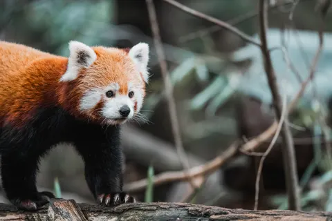狐狸 4K壁纸 · animals · 3840×2560