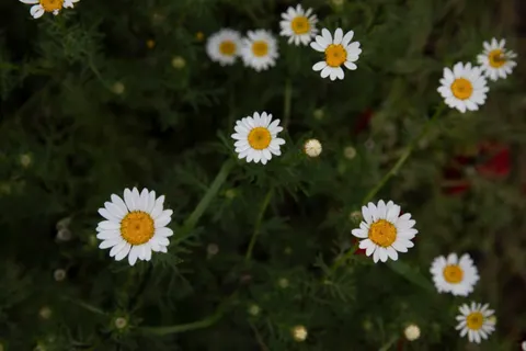 雛菊花田 4K桌布 · flowers · 3840×2560