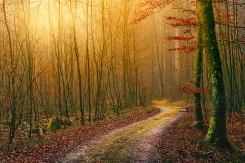 Fondo de pantalla Bosque de otoño 4K · nature · 3840×2560