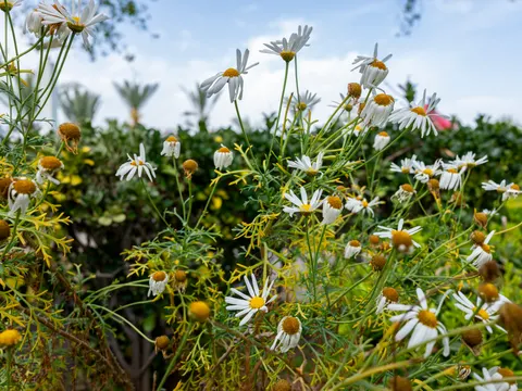 Papel de parede Campo de Margaridas 4K · flowers · 3840×2880