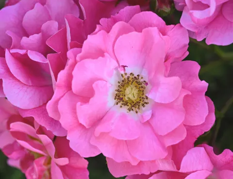 장미 정원 4K 배경화면 · flowers · 3840×2947