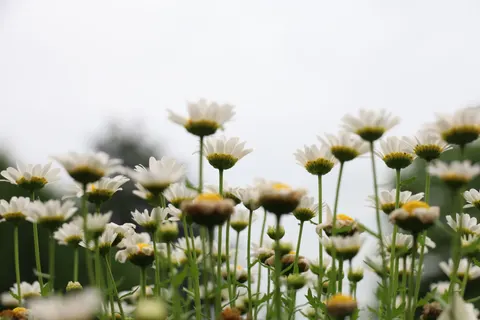 雛菊花田 4K桌布 · flowers · 3840×2560