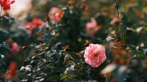 장미 정원 4K 배경화면 · flowers · 3840×2160