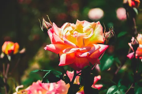 خلفية حديقة الورود بدقة 4K · flowers · 3840×2553