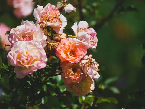 Обои Розовый сад 4K · flowers · 3840×2880