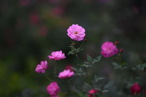 バラ園 4K壁紙 · flowers · 3840×2555