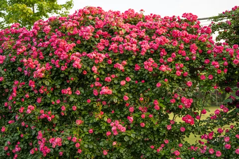 गुलाब का बाग़ 4K वॉलपेपर · flowers · 3840×2560