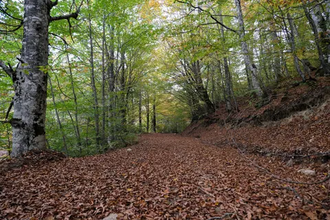 Herbstwald 4K Hintergrundbild · nature · 3840×2560