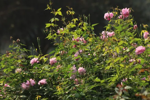 玫瑰花園 4K桌布 · flowers · 3840×2560