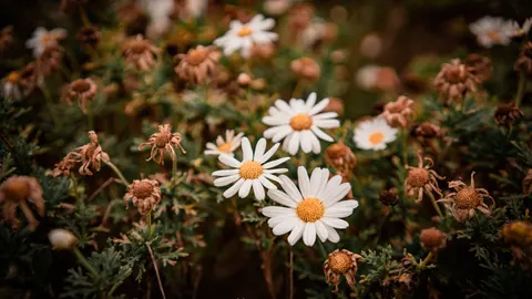 雛菊花田 4K桌布 · flowers · 3840×2160