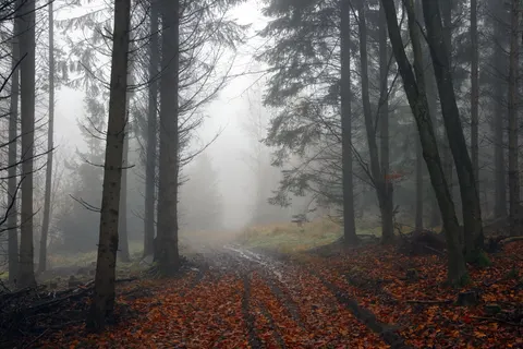 Herbstwald 4K Hintergrundbild · nature · 3840×2561