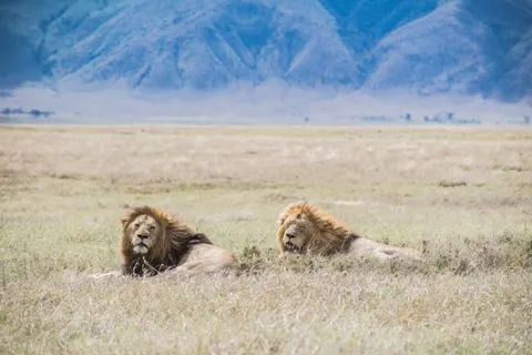 Fondo de pantalla León 4K · animals · 3840×2560