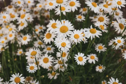 雏菊花田 4K壁纸 · flowers · 3840×2560