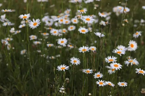 雛菊花田 4K桌布 · flowers · 3840×2560