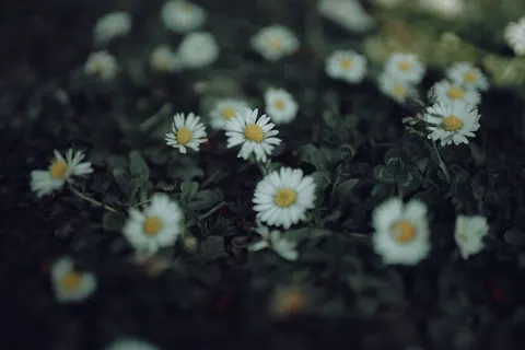 雛菊花田 4K桌布 · flowers · 3840×2560