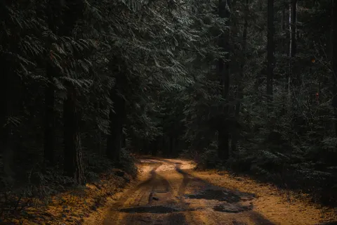 Herbstwald 4K Hintergrundbild · nature · 3840×2560