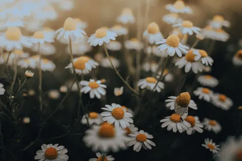 雛菊花田 4K桌布 · flowers · 3840×2560