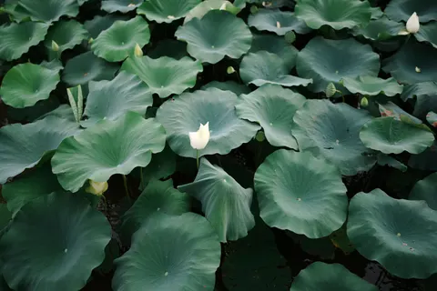 Water Lily 4K Wallpaper · flowers · 3840×2560