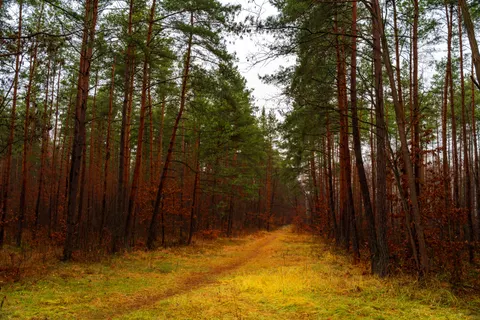 Herbstwald 4K Hintergrundbild · nature · 3840×2560