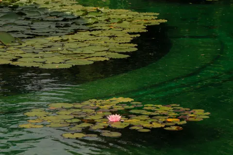 Water Lily 4K Wallpaper · flowers · 3840×2560