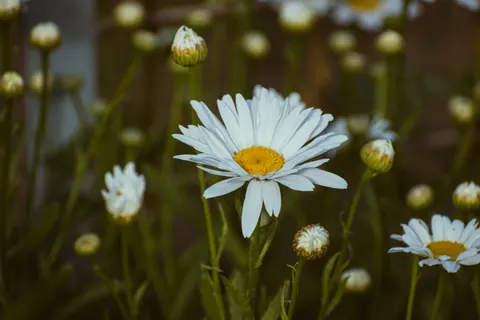 Papel de parede Campo de Margaridas 4K · flowers · 3840×2560
